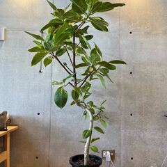 観葉植物 フィカス アルテシマ 約180cm 曲がり 現品販売の画像