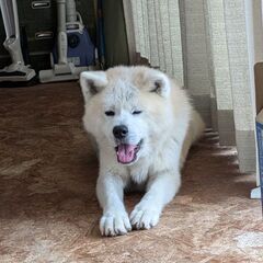 陸前高田のペット供養 - 一関市