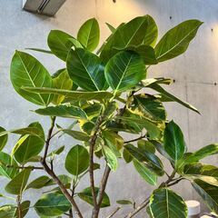 観葉植物 フィカス アルテシマ 約180cm 曲がり 現品販売の画像