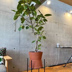 観葉植物 フィカス アルテシマ 約180cm 曲がり 現品販売の画像