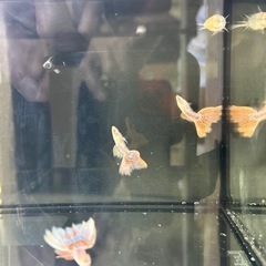 熱帯魚グッピー若魚　リアルレッドアイ　ブルートパーズ　ピンクテール