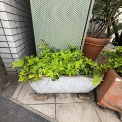 ヘデラ　大