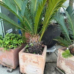 ソテツ H1.5〜1.8m