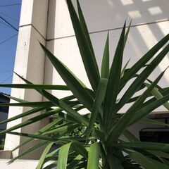 大きなユッカ　無料！　伐採したての2m超　観葉植物　取りにきてくださる方　の画像
