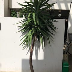 大きなユッカ　無料！　伐採したての2m超　観葉植物　取りにきてく...