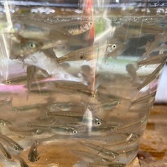 クロメダカの画像