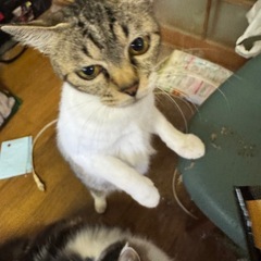 飼い主がいなくなった為里親を探してます