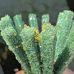 ブラックダイヤの卵🪺💎　