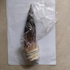 生筍１３