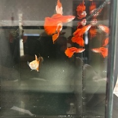 熱帯魚グッピー　リアルレッドアイフルレッド