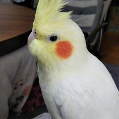 迷子のオカメインコ探しています。