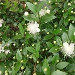 銀梅花（マートル、祝いの木）②