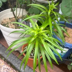 バラ苗、百合苗あげますの画像