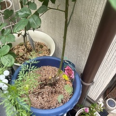 バラ苗、百合苗あげます