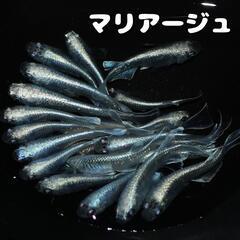 マリアージュ メダカ 8匹セット めだか 若魚の画像