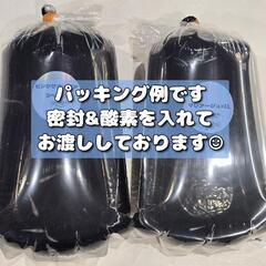 マリアージュ メダカ 8匹セット めだか 若魚の画像