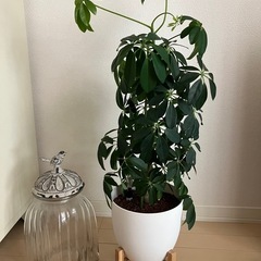 ①竹製スタンド込み⭐️シェフレラ レナータ