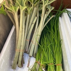 山菜、タラの芽、ウド、フキの画像