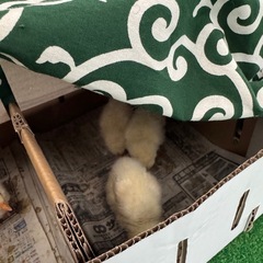 ひよこあげます！