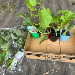 有機栽培、家庭菜園お友達