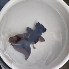 黒蝶尾　明け2歳魚　約9～12㎝の画像