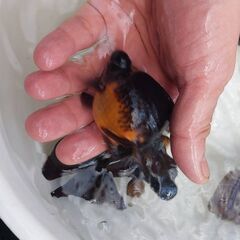 黒蝶尾　明け2歳魚　約9～12㎝の画像
