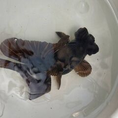 黒蝶尾　明け2歳魚　約9～12㎝の画像