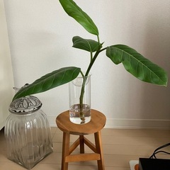 観葉植物　フィカス アルテシーマ　