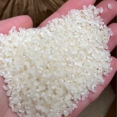 令和6年度産　コシヒカリ　本日精米の画像