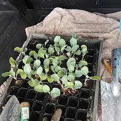 カリフラワー🌱の余り苗お譲りします🙇⤵️
