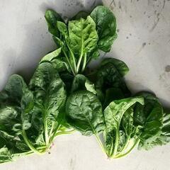 再値下 ほうれん草 3kg 採りたての画像