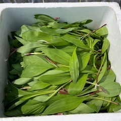 行者にんにく　6日収穫分値下げ！の画像