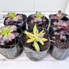 【観葉植物】黒法師