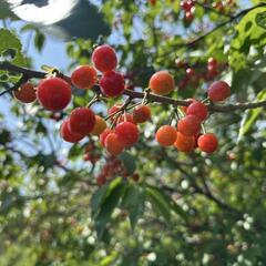 お取引中　さくらんぼ🍒