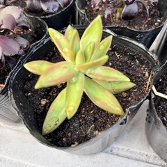 【観葉植物・多肉】セダム