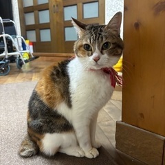 飼えなくなったので里親募集します