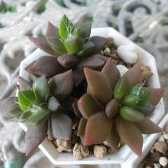 多肉植物 吹雪の松