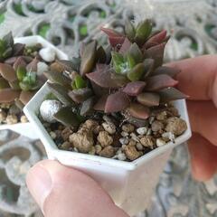 多肉植物 吹雪の松の画像