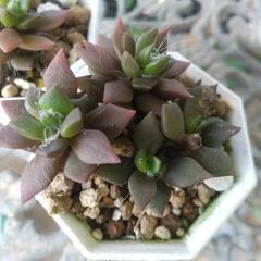 多肉植物 吹雪の松の画像