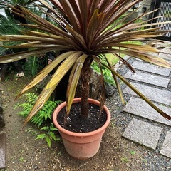 赤ドラセナ幹太