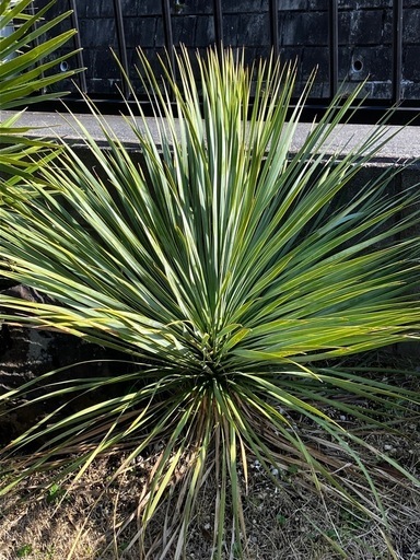 ユッカロストラータブルースワン