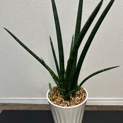 サンセベリア スタッキー