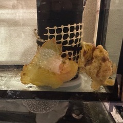 海水魚、サンゴ水槽の画像