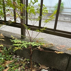 南天の苗木