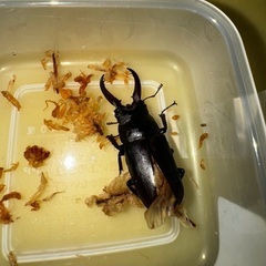 レニノコギリ　B品