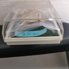 カブトガニ　20年以上前の長崎バイオパークのお土産の画像