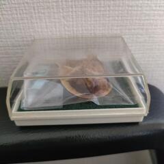 カブトガニ　20年以上前の長崎バイオパークのお土産の画像