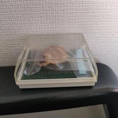 カブトガニ　20年以上前の長崎バイオパークのお土産の画像