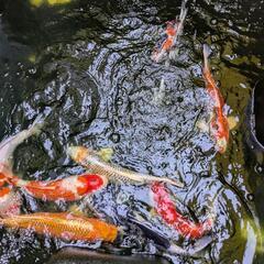 錦鯉8匹セット　25センチ〜30センチ程度（目見当）の画像