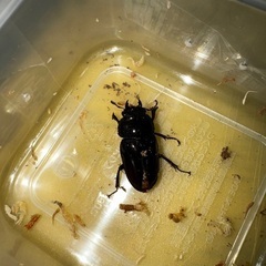 レニノコギリ　B品の画像